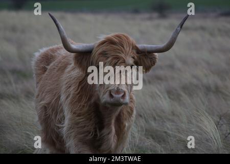 Un altopiano marrone scozzese, un bovino con corna che guarda la telecamera, in piedi su un campo Foto Stock