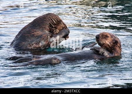 Due lontre che galleggiano sulle loro spalle nel porto di Monterey. Foto Stock