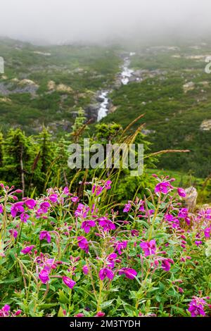 Nebbia maltempo; Tall Fireweed; Evening Primrose; lungo la South Klondike Highway; British Columbia; Canada Foto Stock