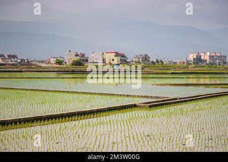 Risaie con edifici e Xueshan si trovano sullo sfondo della contea di Yilan, Taiwan Foto Stock