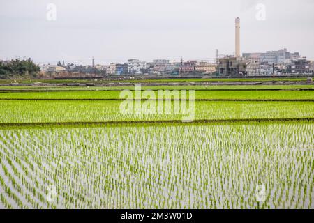 Risaie con piantine trapiantate a Dongshan Township, Yilan County, Taiwan Foto Stock