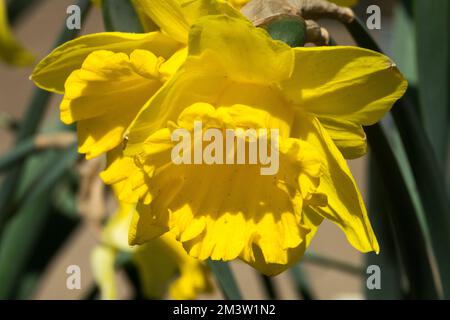 Tromba Daffodil, Narcissus, giallo, Fiore, Daffodil, Fiore, varietà, Daffodil giallo, cultivar, Narciso primavera 'Arkle' Foto Stock