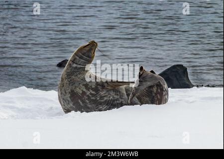 Weddell foca (Leptonychotes weddellii) che giana sulla neve nella penisola antartica. Testa in aria, dietro arcuata, flipper che tocca la coda. Mare sullo sfondo. Foto Stock