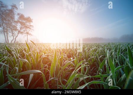 Rugiada su campo di grano Foto Stock