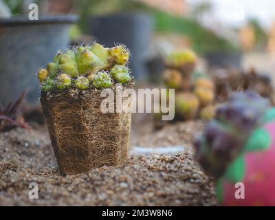 Il cactus è stato rimosso dalla pentola fino a che non ha visto le sue radici e messo nella sabbia. Foto Stock