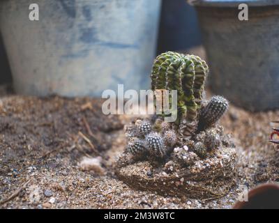 Il cactus è stato rimosso dalla pentola fino a che non ha visto le sue radici e messo nella sabbia. Foto Stock