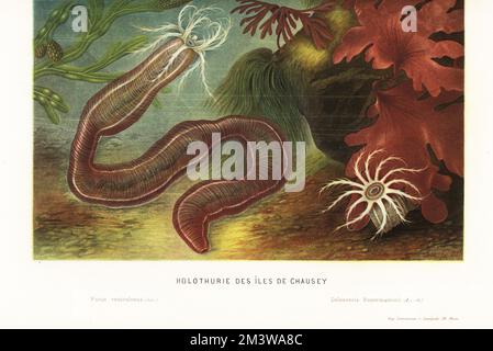 Cetriolo marino, Holothuria arguinensis?, dalle isole Chausey, Atlantico. Con alghe di strack vescicale, Fucus vesiculosus, e alghe rosse, Polinura bonnemaisonii. Holothurie des iles de Chausey. Chromolithograph di Pierre Lackerbauer di Alfred Fredol le Monde de la Mer, il mondo del mare, a cura di Olivier Fredol, Librairie Hachette et al. Cie, Parigi, 1881. Alfred Fredol era lo pseudonimo dello zoologo e botanico francese Alfred Moquin-Tandon, 1804-1863. Foto Stock