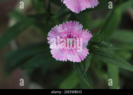 Il Cheddar Rosa - Dianthus gratianopolitanus Rare fllower Somerset Foto Stock