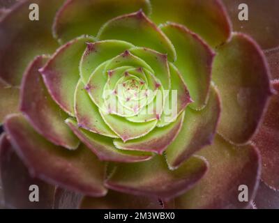 Primo piano di una gallina e polli pianta succulenta con verde brillante e foglie di maroon. Fotografato dall'alto. Foto Stock