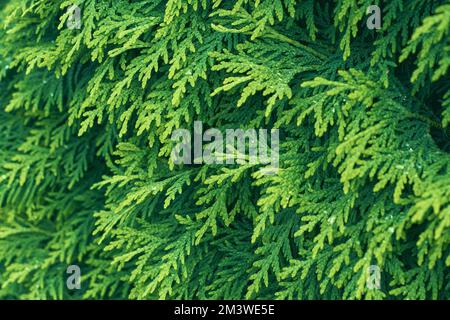 Ramoscello verde di thuja occidentale. Sfondo pianta di cedro palude. Thuja occidentalis. Foto Stock