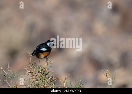 Maschio redstart di Moussier, Phoenicurus moussieri, Marocco. Foto Stock