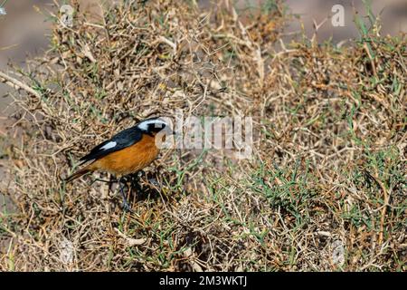 Maschio redstart di Moussier, Phoenicurus moussieri, Marocco. Foto Stock