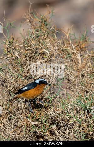 Maschio redstart di Moussier, Phoenicurus moussieri, Marocco. Foto Stock