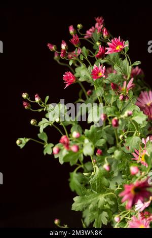 Un bouquet di bei crisantemi rosa in vaso d'annata Foto Stock