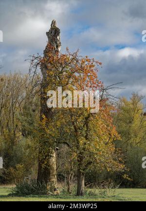 Paesaggio autunnale nella Riserva Naturale di Urdenbacher Kaempe, pianura alluvionale del fiume Reno, Duesseldorf, Germania Foto Stock