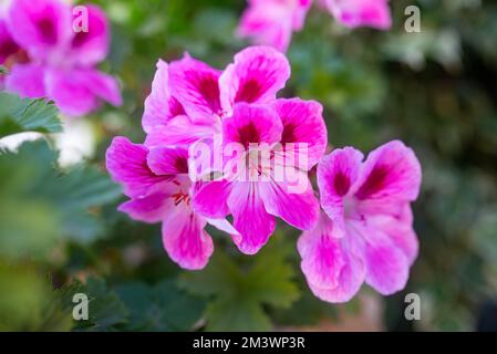 Fiori rosa primo piano su sfondo verde foglie. Pelargonio di grandi fiori Foto Stock