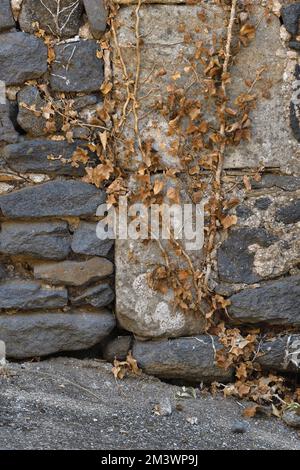 Ivy, Hedera Helix Morto Ivy sulla vecchia parete a causa della siccità record e del calore estremo causato dalla crisi climatica. Oltre 3 mesi di siccità e temperature elevate Foto Stock