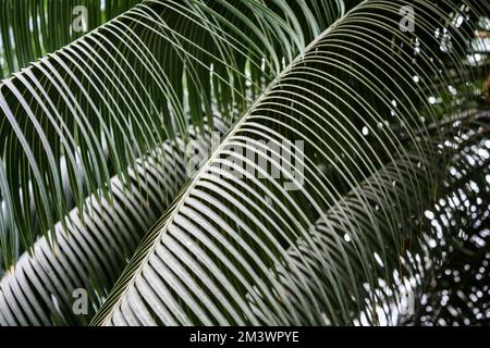 Astratto verde sfocatura foglia di palma sfondo texture. Spazio copia, concetto estivo tropicale. Concetto di ecologia e ambiente Foto Stock