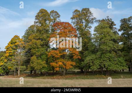 Vista autunnale degli alberi che cambiano colore in autunno a Windsor Great Park, Regno Unito. Foto Stock