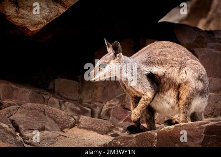 Minacciato Black-footed Rock-wallaby nelle montagne dell'Australia centrale. Foto Stock