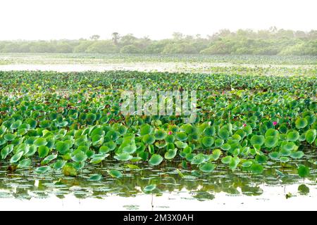 Le paludi di Mamukala sono un paradiso per gli uccelli nel Parco Nazionale di Kakadu. Foto Stock