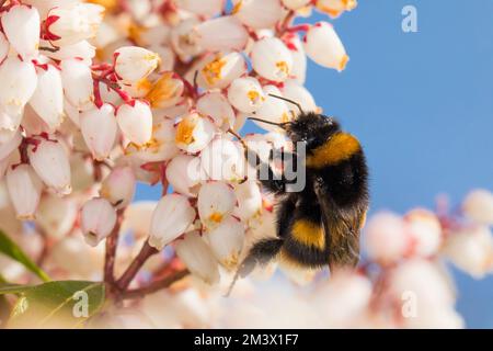 Bumblebee a coda di buff (Bombus terrestris) regina adulta nutrirsi di fiori Pieris japonica in un giardino in primavera. Powys, Galles. Marzo. Foto Stock