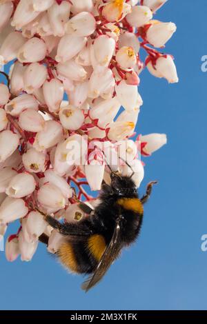 Bumblebee a coda di buff (Bombus terrestris) regina adulta nutrirsi di fiori Pieris japonica in un giardino in primavera. Powys, Galles. Marzo. Foto Stock