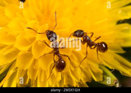 Formiche rosse (Myrmica rubra) lavoratori che si nutrono in un dente di leone (Taraxacum sp.) fiore. Powys, Galles. Aprile Foto Stock