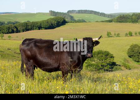Gallese lattuga nera in una fattoria biologica. Powys, Galles. Giugno. Foto Stock
