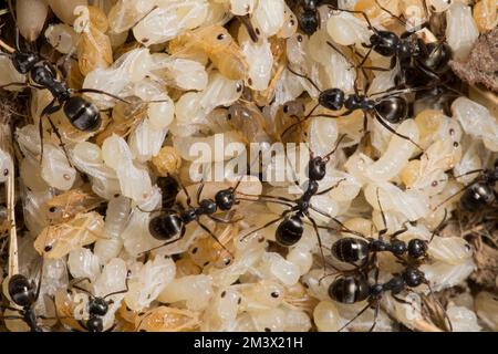 Formiche dusky (Formica fusca) lavoratori con pupae in un nido. Powys, Galles. Luglio. Foto Stock