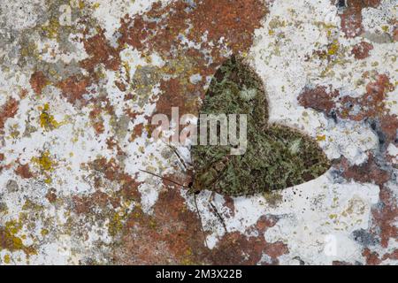 Luglio falò Highflyer (Hydriomena furcata) che riposa su un muro di mattoni. Powys, Galles. Agosto. Foto Stock