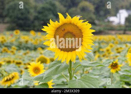 Primo piano di girasole in campo girasole. Foto Stock