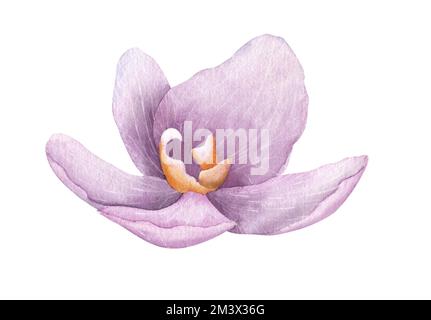 Acquerello Viola Orchidea phalaenopsis Fiore. Illustrazione disegnata a mano di pianta tropicale esotica rosa. Disegno floreale su sfondo isolato per biglietti d'auguri o design d'invito. Schizzo botanico. Foto Stock