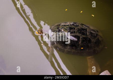 Tartaruga del tempio dalla testa gialla (Heosemys annandalii) che nuota in uno stagno nel parco Lumphinee, Bangkok, Thailandia Foto Stock