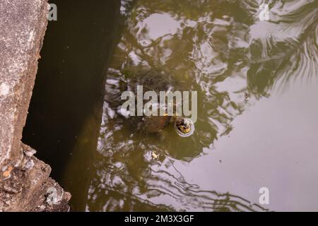 Tartaruga del tempio dalla testa gialla (Heosemys annandalii) che nuota sotto il ponte nel parco Lumphinee, Bangkok, Thailandia Foto Stock