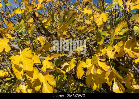 Primo piano delle foglie di un fico, Ficus carica, nella stagione autunnale con tonalità giallastre. Isola di Mallorca, Spagna Foto Stock