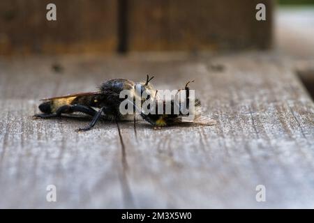 Una mosca gialla dell'omicidio o una mosca gialla del ladro con un bumblebee come preda Foto Stock