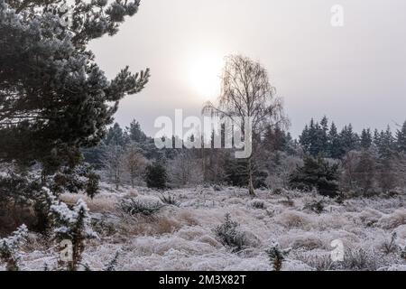 Vista di Hankley Common con una brina di bue durante l'inverno, dicembre, in Surrey, Inghilterra, Regno Unito Foto Stock