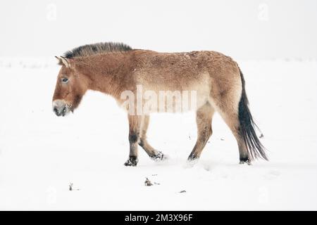 Przewalski's Cavallo con neve. Cavallo selvaggio mongolo in habitat naturale. Inverno natura arte Foto Stock