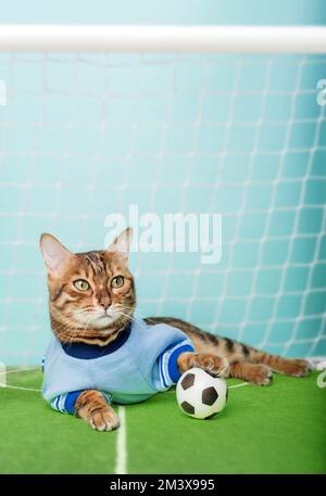 Gatto bengala con una palla di calcio siede sul campo di calcio vicino al cancello. Il gatto è un portiere di calcio. Foto Stock