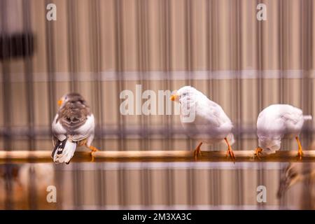 Uccelli in gabbia in una scena negozio di animali domestici Foto Stock