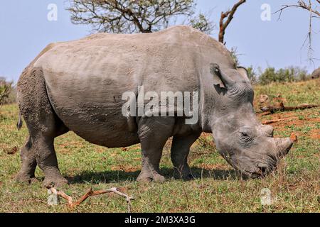 Rinoceronte bianco, Parco Nazionale di Kruger, Sudafrica Foto Stock