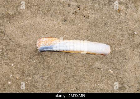 clam atlantico (Ensis directus), Mare del Nord, Germania Foto Stock