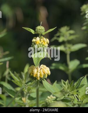 Salvia di gerusalemme (Phlomis russeliana) Foto Stock