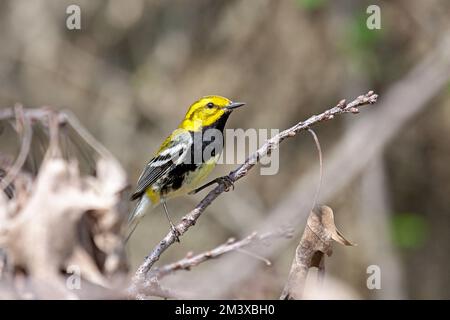 Warbler verde a gola nera cerca insetti nelle foglie morte del tetto dell'albero. Foto Stock