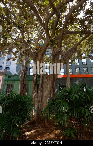 ODL città di Santa Cruz de Tenerife, con un sacco di vegetazione, nuovi e vecchi edifici, caffè e ristoranti strada. Foto Stock