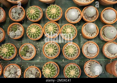 Molti cactus in vaso nel dettaglio del negozio Foto Stock