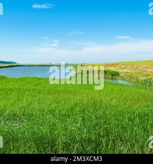 Un pittoresco lago naturale con canne e cattaglie. Foto Stock