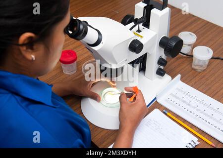 Ricercatore che lavora con il microscopio Foto Stock