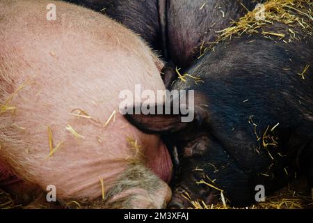 Maiali a Rand Farm Park, Lincolnhsire Foto Stock